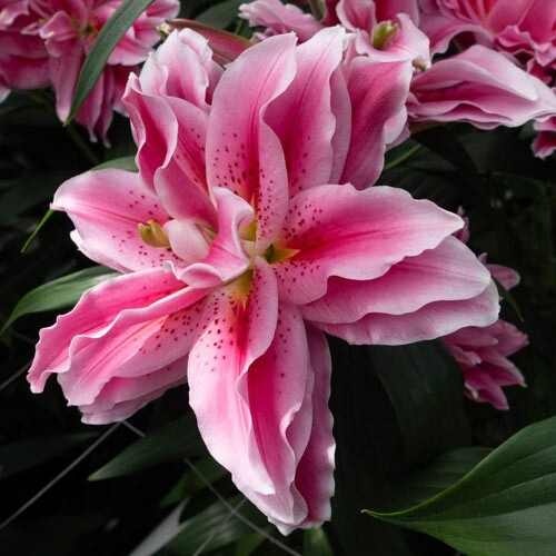 Lilys Flower Bulbs Roselily 4 Rose Lily Double Bulb Mix Pink White Pollen Free