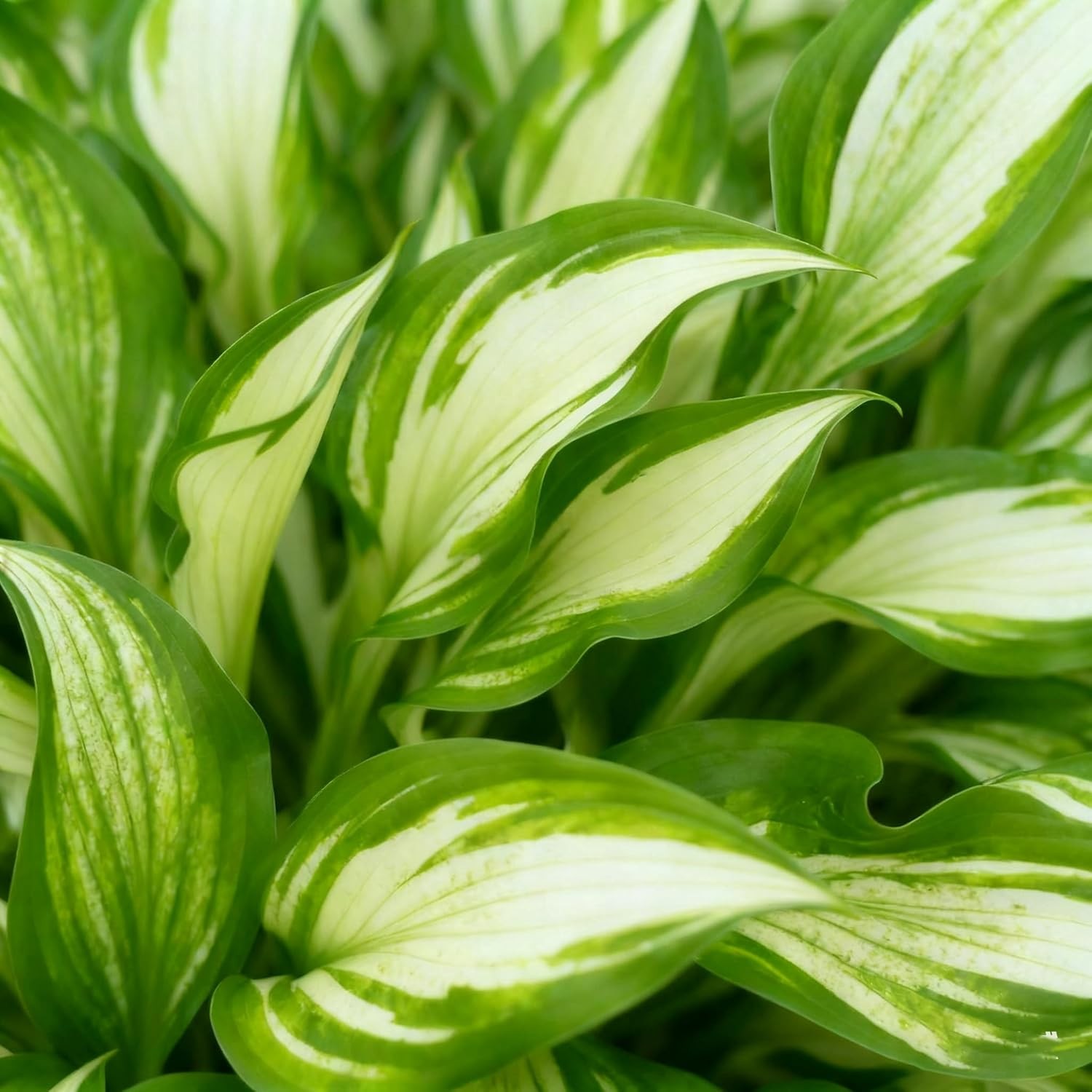 200+ Hosta Seeds for Planting, Mixed Rare Perennial Hosta Seed, Attract Pollinat