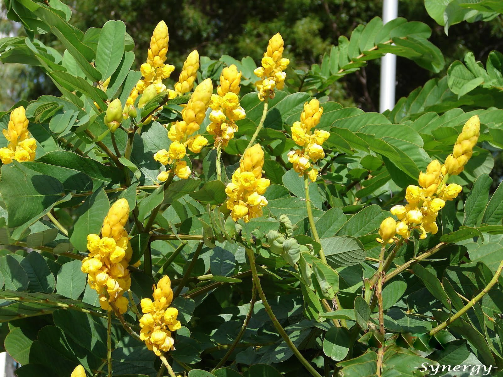 Candle Bush, (Senna alata), Cassia alata, Shrub Seeds