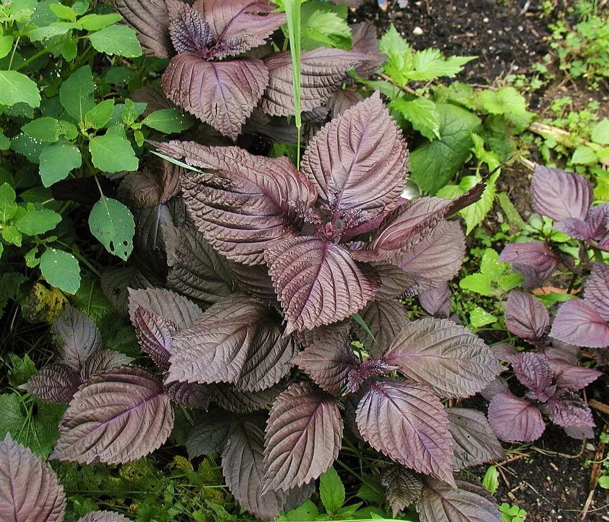 Purple Perilla Seeds | Japanese Red Shiso Aka Asian Mint Basil Herb Seed 2024
