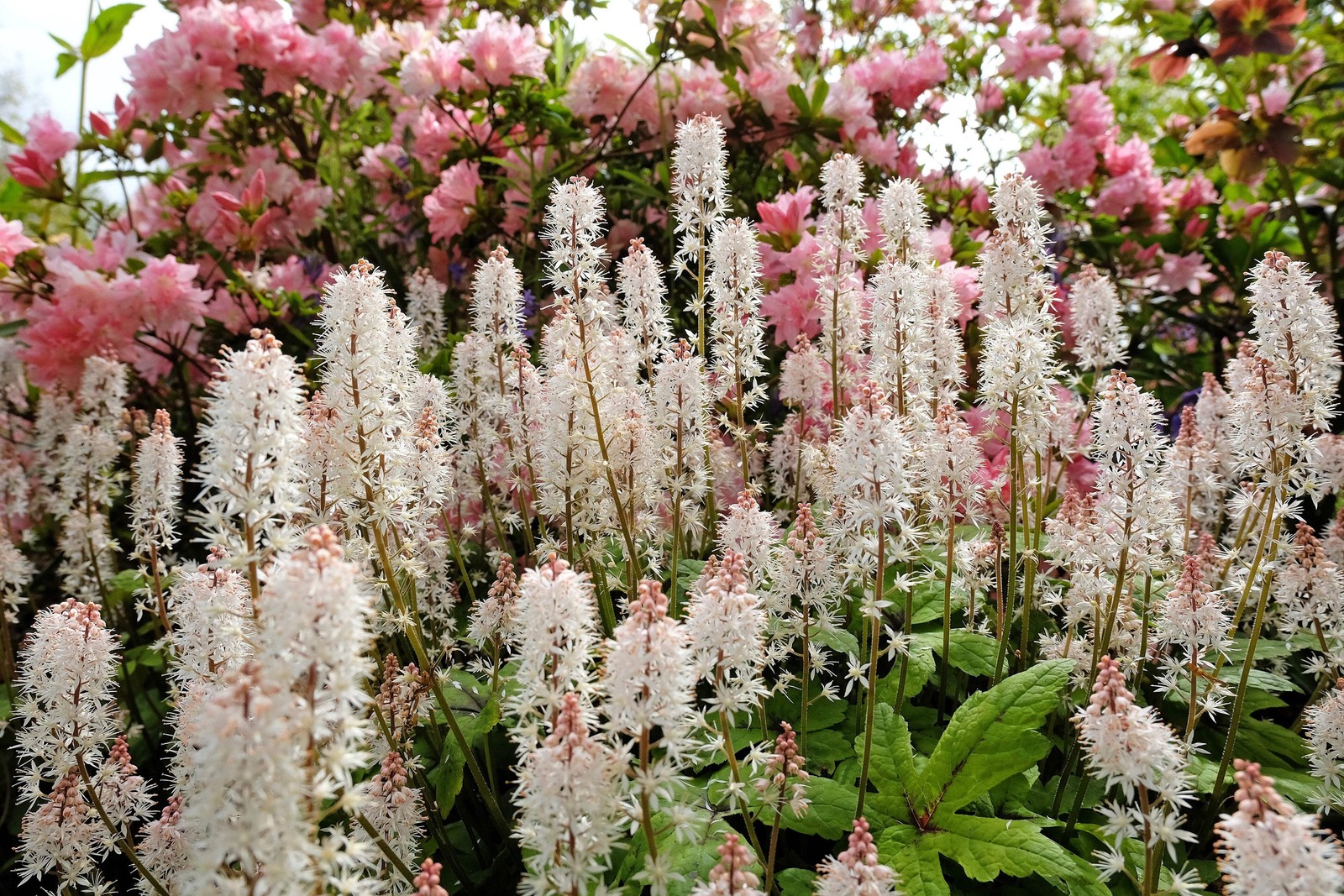 20 HEARTLEAF FOAMFLOWER White & Pink Tiarella Wherryi Coolwort Flower Seeds