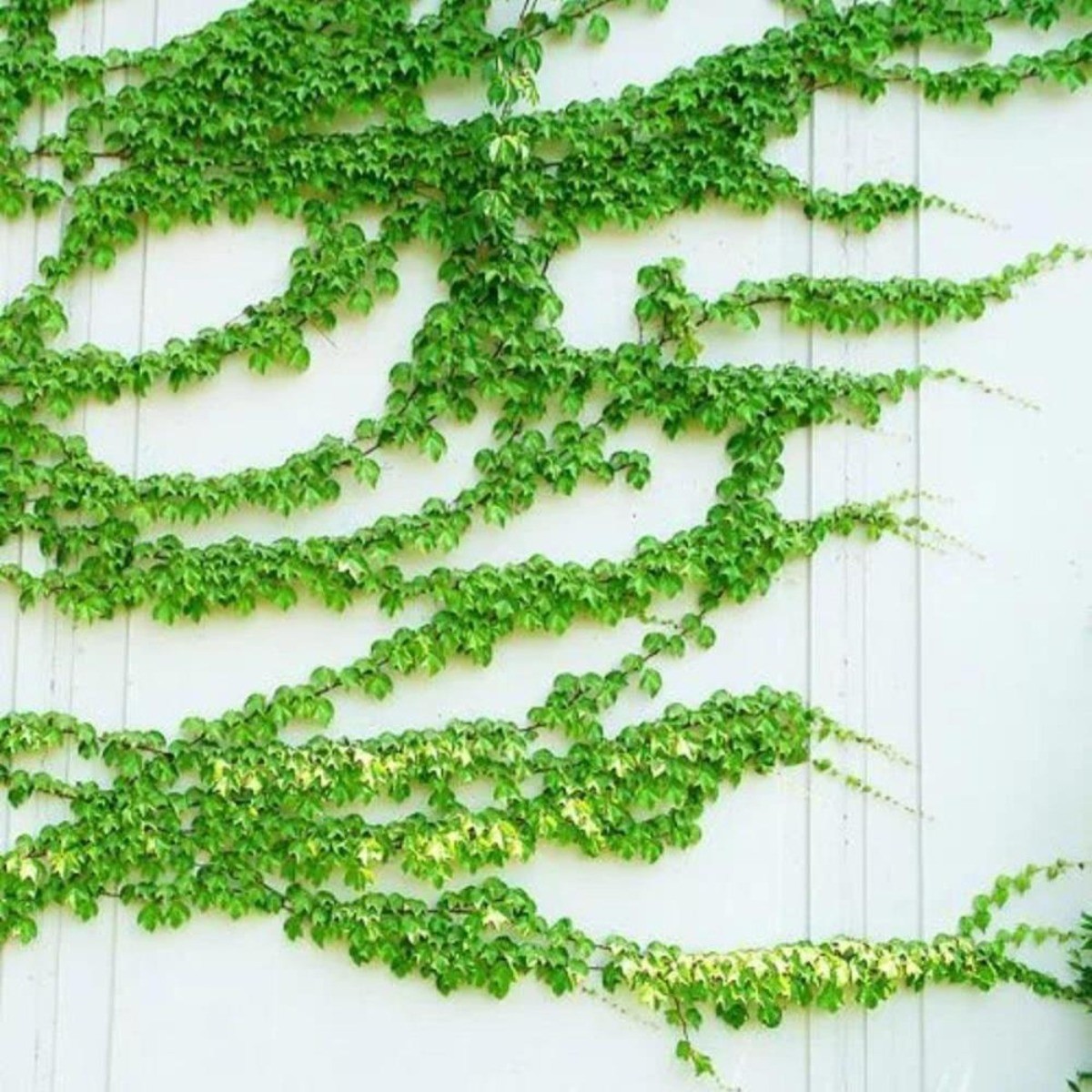 30 Climbing Ivy Seeds for Planting – Easy to Grow Boston Ivy Vine-Fast Shipping