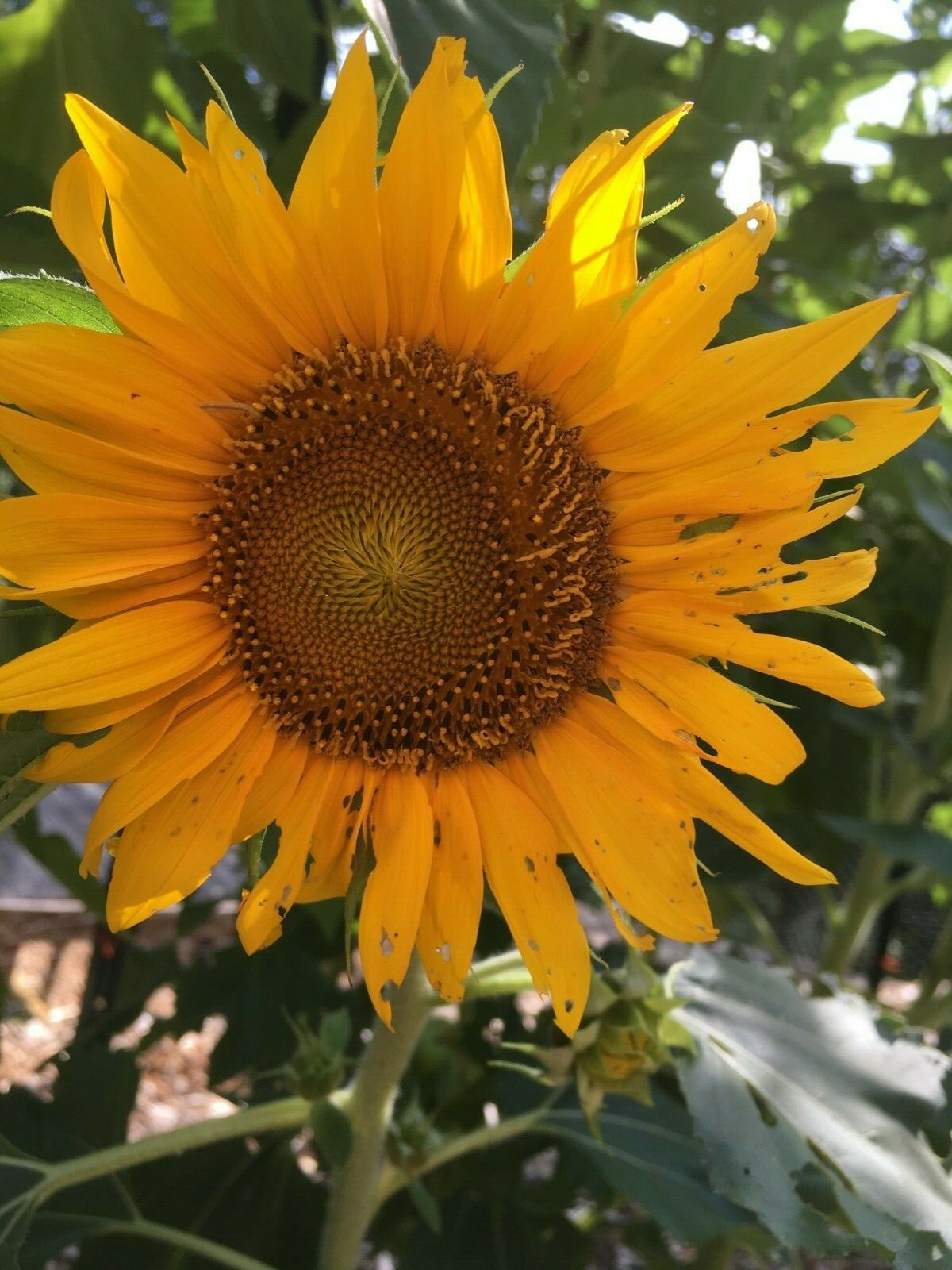 25 Sunspot Dwarf (helianthus annuus ‘dwarf’) Sunflower Seeds