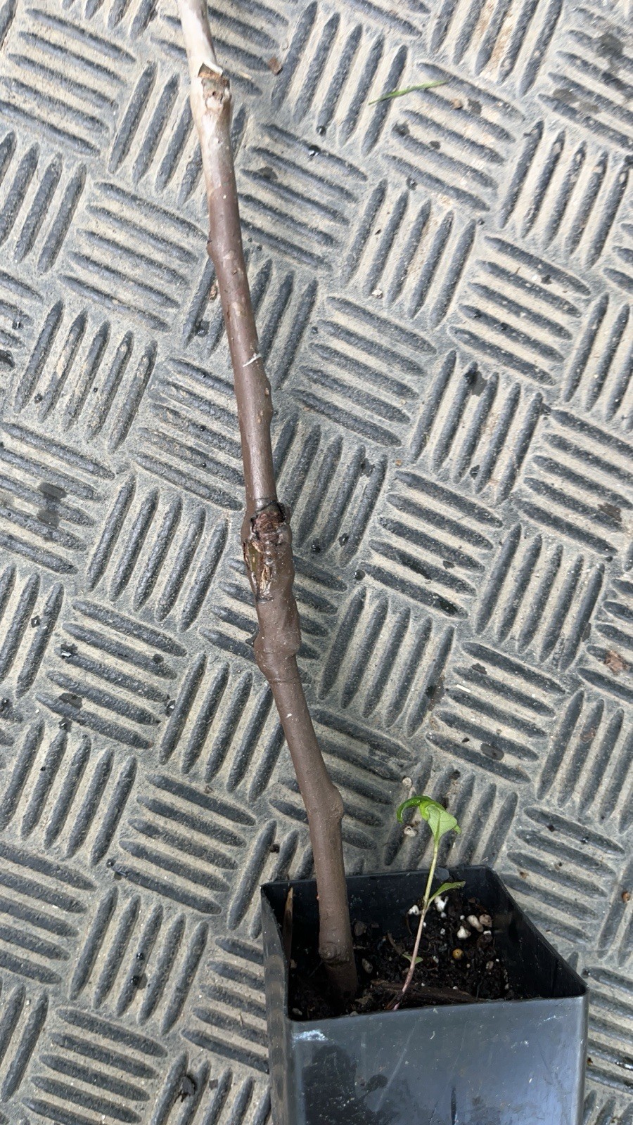 18-26” tall Grafted Luscious pear potted 1-2 years old