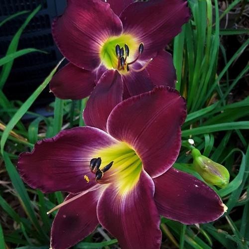 1 DAYLILY STRUTTER’S BALL BareRoot Bulb Plant PERENNIAL Reblooming Hemerocallis