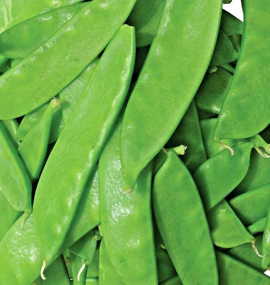 150+ OREGON SUGAR POD PEAS SEEDS HEIRLOOM NON GMO VEGETABLE AUTUMN GARDEN BULK