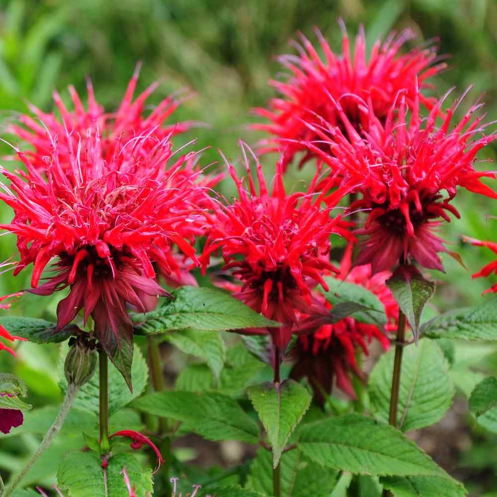 250 Seeds Red Monarda Flower Seeds For Planting | Scarlet Bee Balm Seed