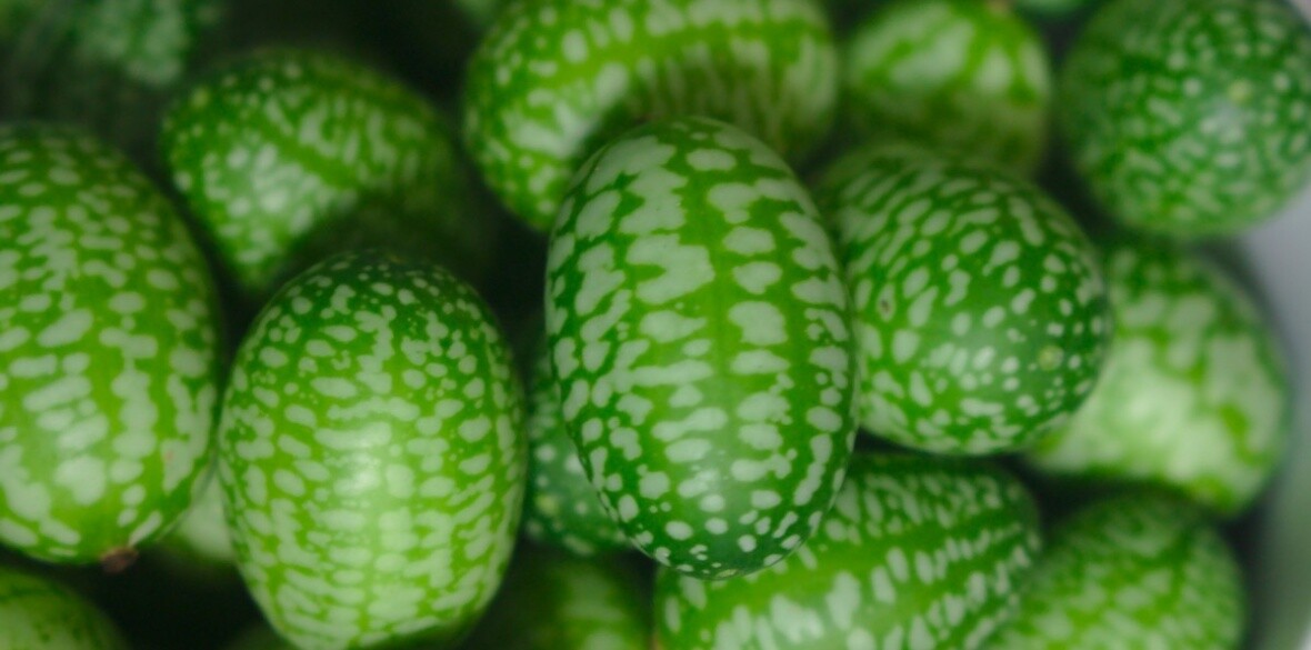 Cucamelon seed (Melothria scabra) Mouse Melon, Mexican Sour Gherkin ~ 25 to 1000