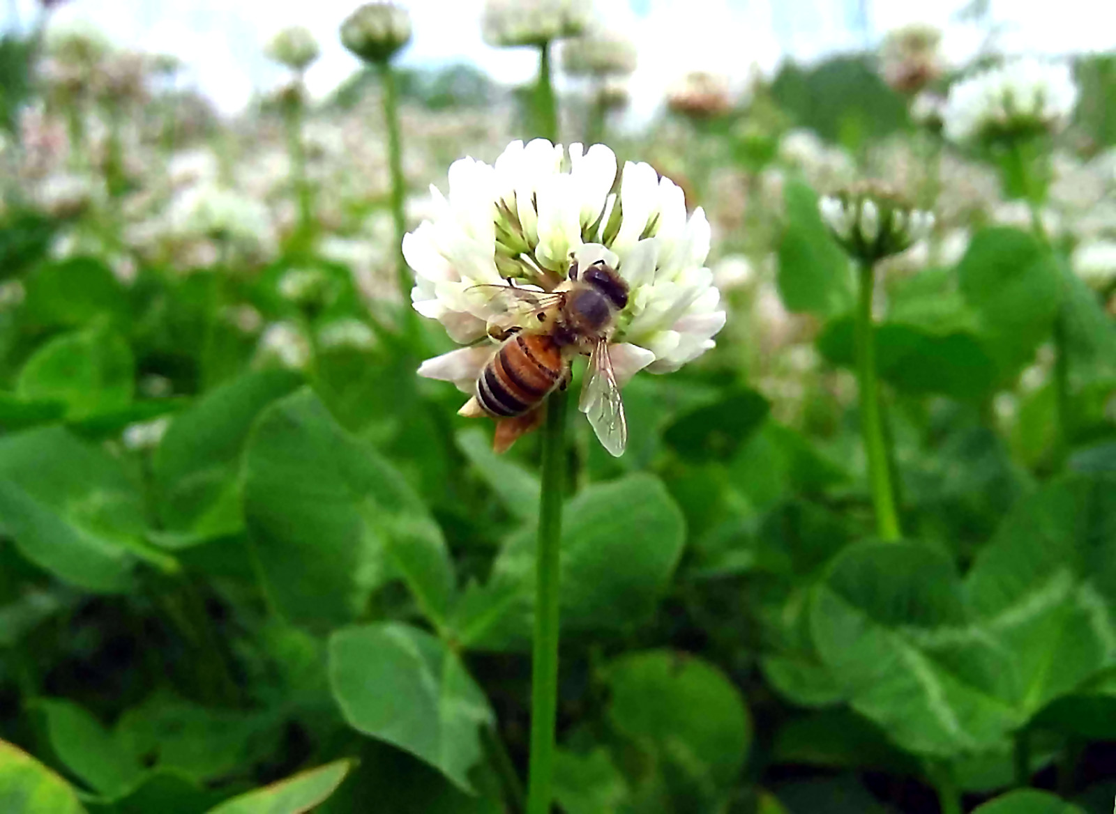 White “Ladino” Clover Seed. Feed Bees, Food Plots, Non GMO. Pasture Forage!