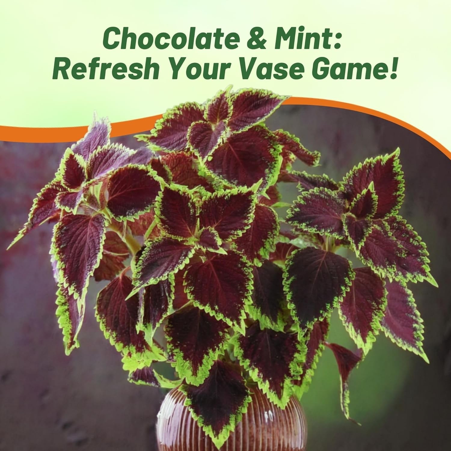 20 Seeds Coleus Flower Seed – Coleus Chocolate Mint Seeds