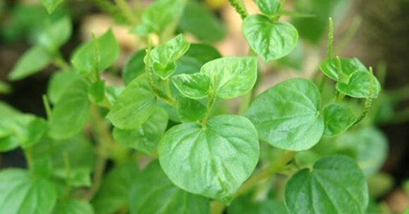 2000+Seeds Crab Claw Peperomia Pellucida Pansit Pansitan Shiny Bush Rau Càng Cua