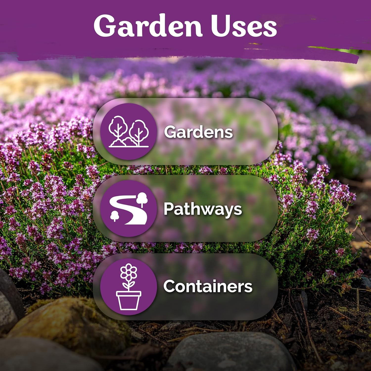 20,000 Creeping Thyme Seeds (Thymus Serpyllum) – Wild Thyme, Aromatic Ground Cov