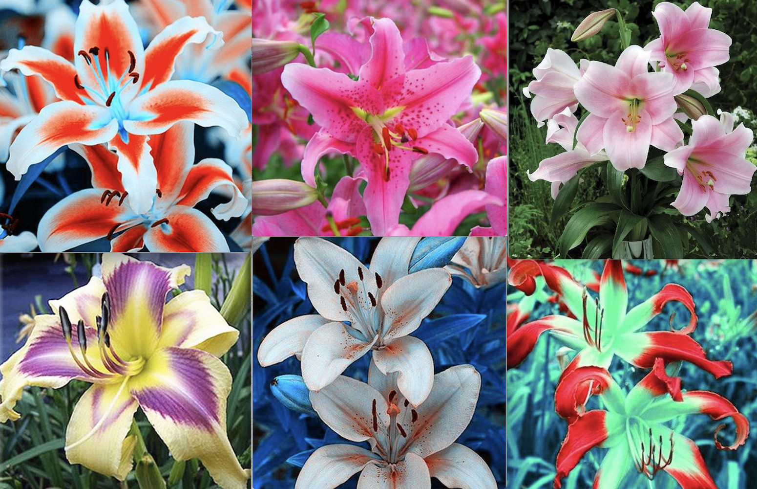 (10) LILY SEEDS rare exotic flower bloom home blossom garden USA SELLER W/TRACK