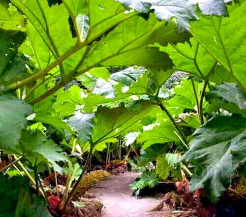 GUNNERA MANICATA SEEDS “Dinosaur Food” Giant Hardy Exotic Flower Plant RARE!