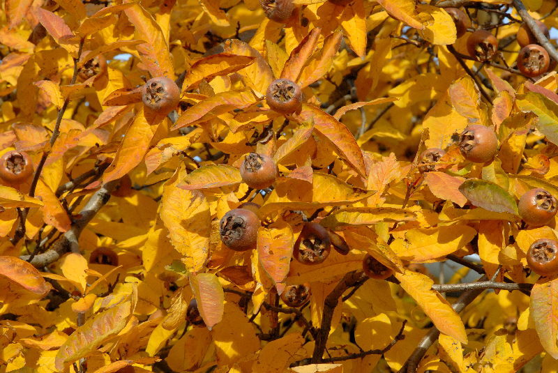 Showy Medlar, Mespilus germanica, Tree Seeds (Edible, Fall Color, Hardy)