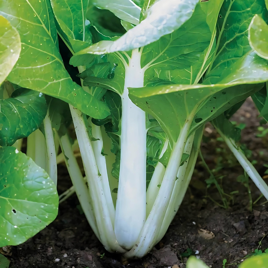 Fresh Tall White Stem Pak Choi Seeds | Heirloom Non-GMO | Asian Vegetable Seeds