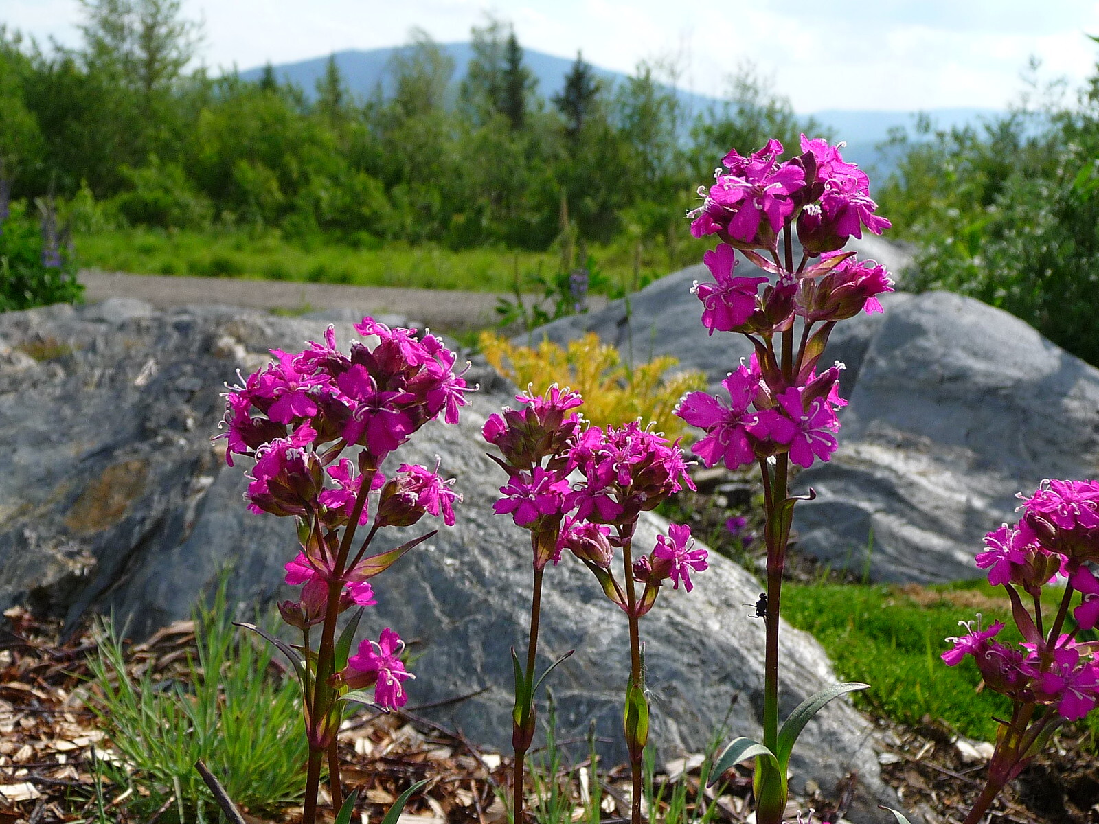 Lychnis viscaria – Sticky Catchfly seed