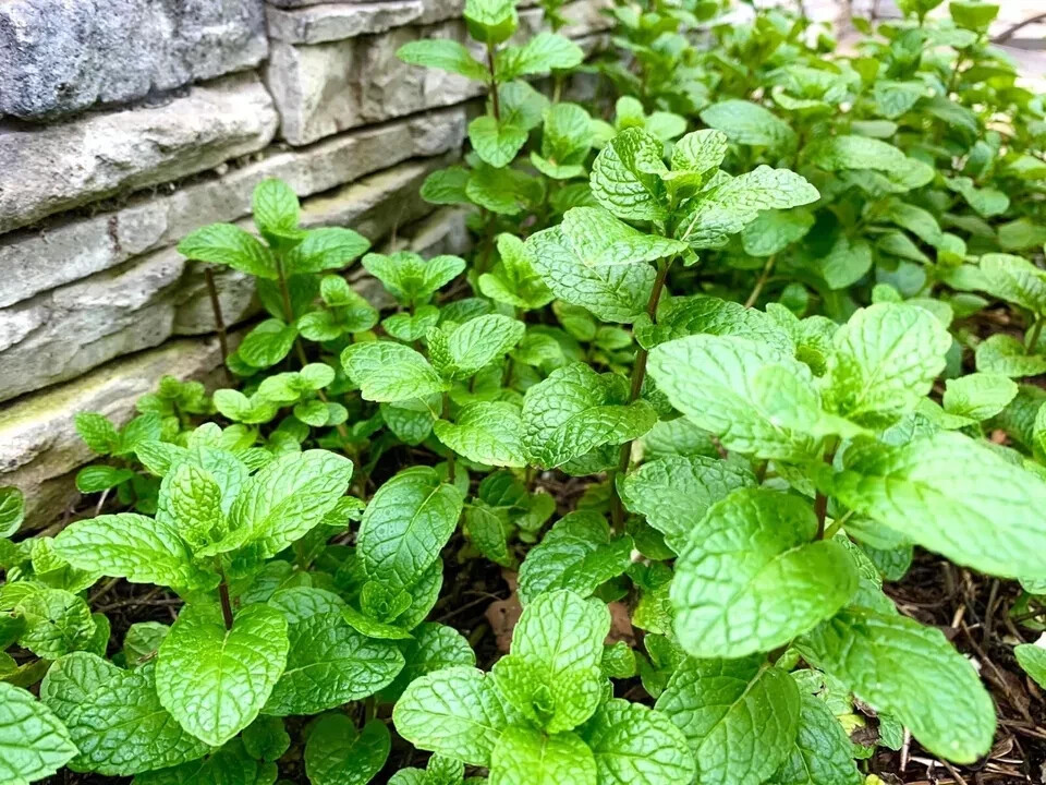 Mint – 500+ Seeds 2024 – USA