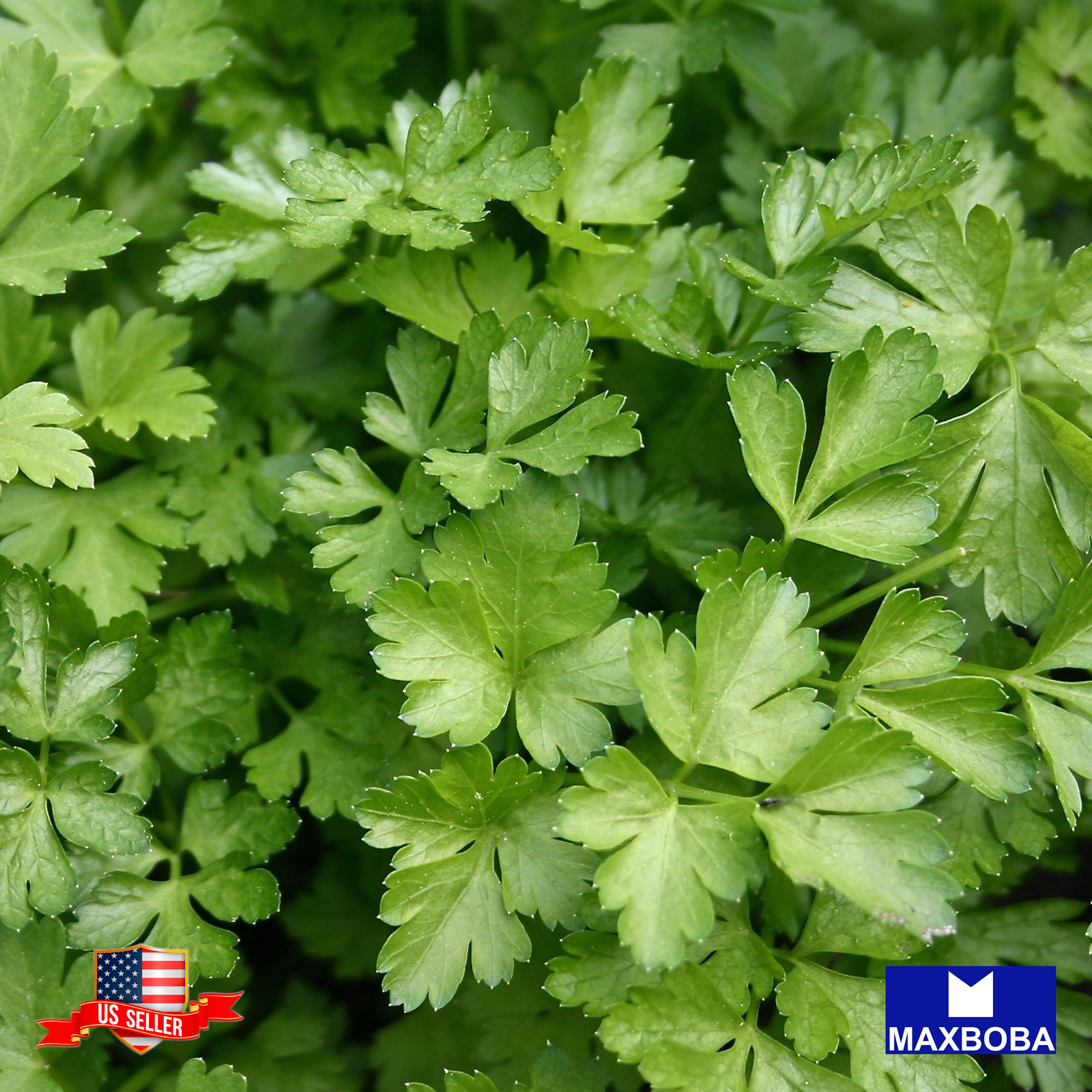 Non-GMO 1800+ Parsley Seeds – Plain or Single / Heirloom / BOGO 50% OFF