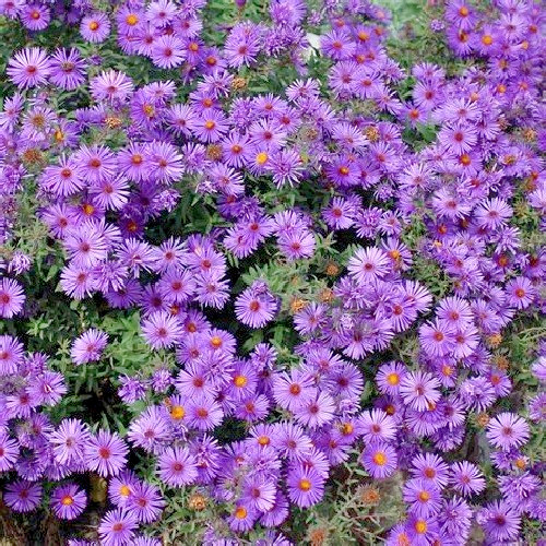 New England Aster Seeds – Symphyotrichum novae-angliae – Heirloom Fall Perennial