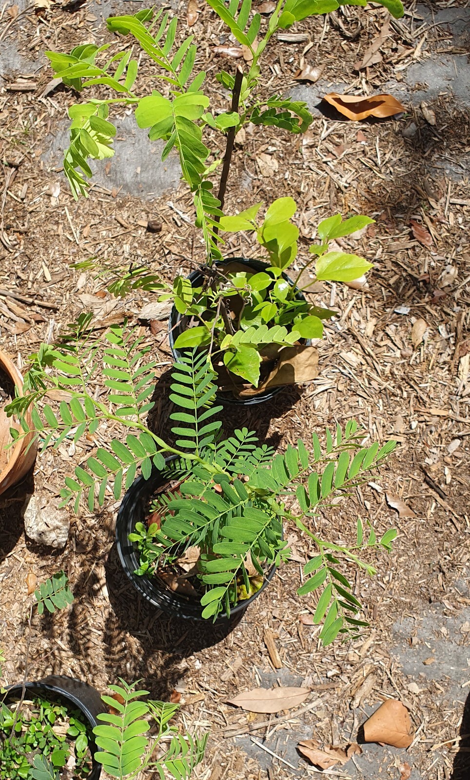 Tamarind seedling, sweet variety, Tamarindus Indica, 24″ + seedlings.