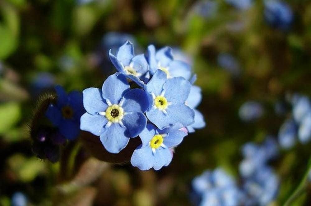 Forget-Me-Not Flower Seeds, “COOL BEANS N SPROUTS” Brand. Home Gardening.