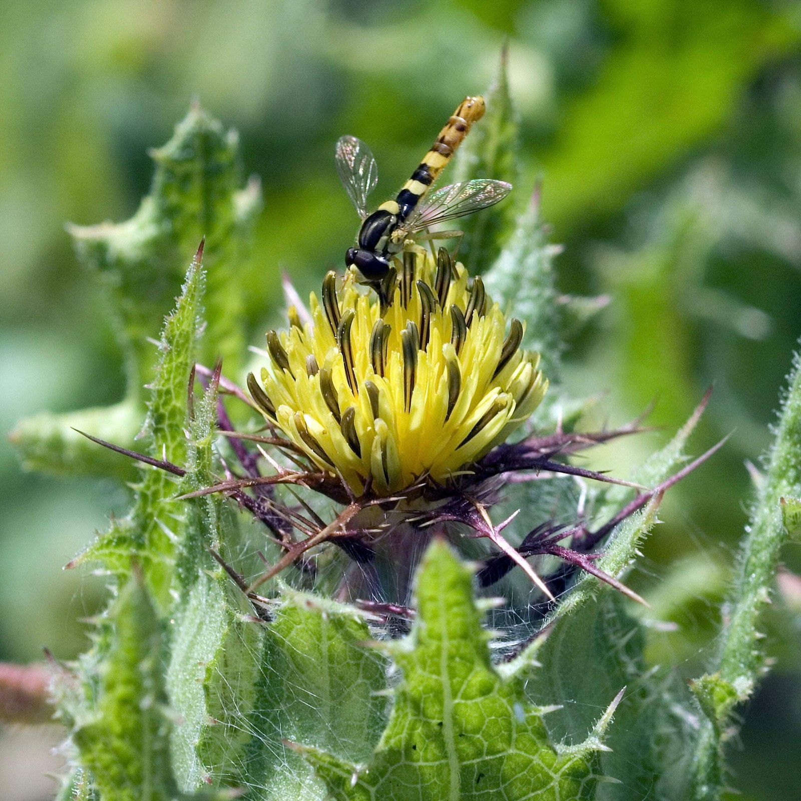 Blessed Thistle Seeds (Cnicus benedictus) ~Traditional Herb Pollinator Garden