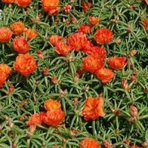 500 Portulaca Seeds Moss Rose Orange Portulacea FLOWER SEEDS