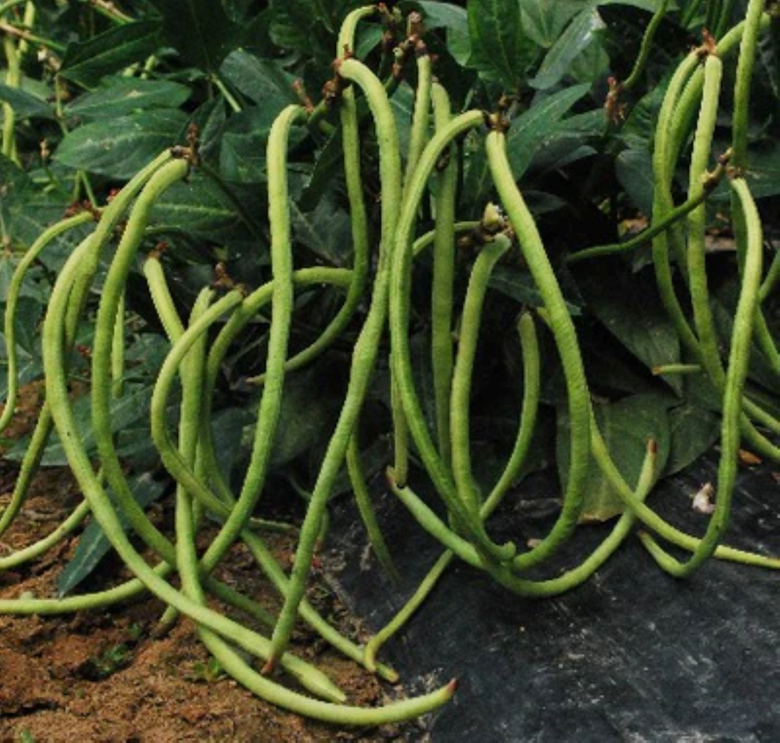 Bush Green Yard Long Bean Seeds | Chinese Green Beans Cowpea 2024 Fast Shipping