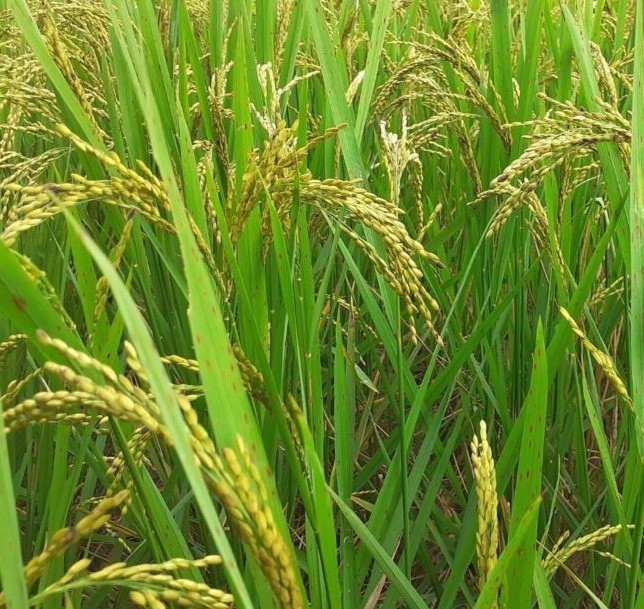 Oryza sativa Boka | Magic Rice of Assam | 20_Seeds