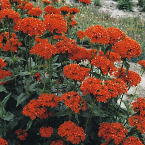 Lychnis chalcedonica 5,000 seeds