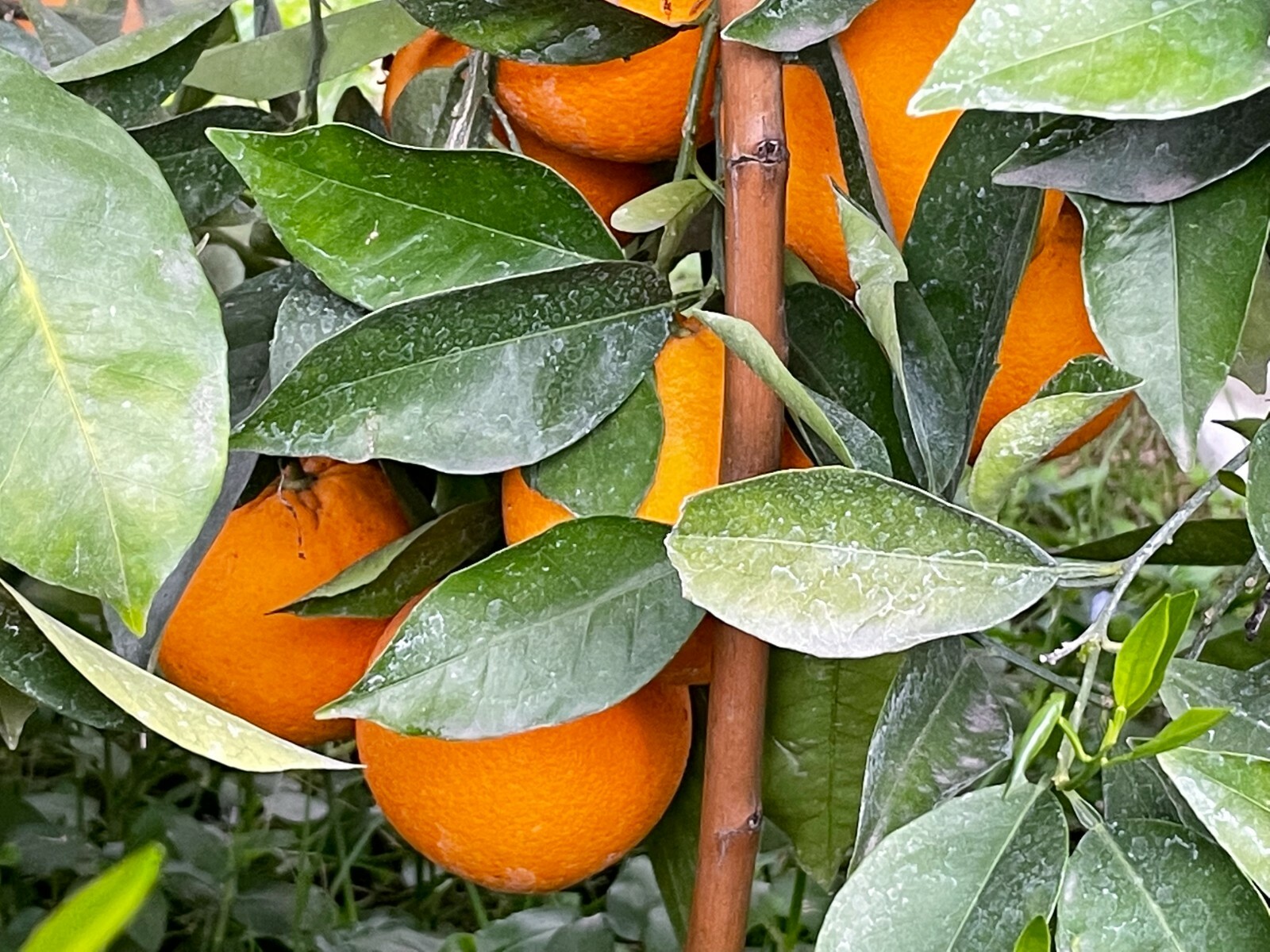 1 Ruby Valencia’ Sweet Orange Tree, Cuttings Rooted Orange Tree