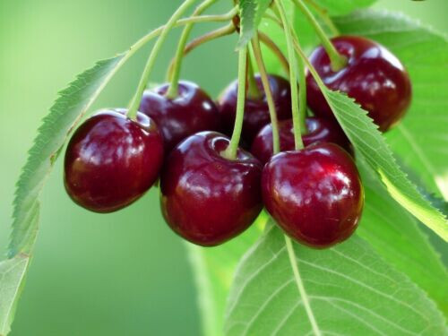 One Hundred Fifty (150) Red Sweet Cherry Tree Seeds Pits Cherries Bing-like 2025