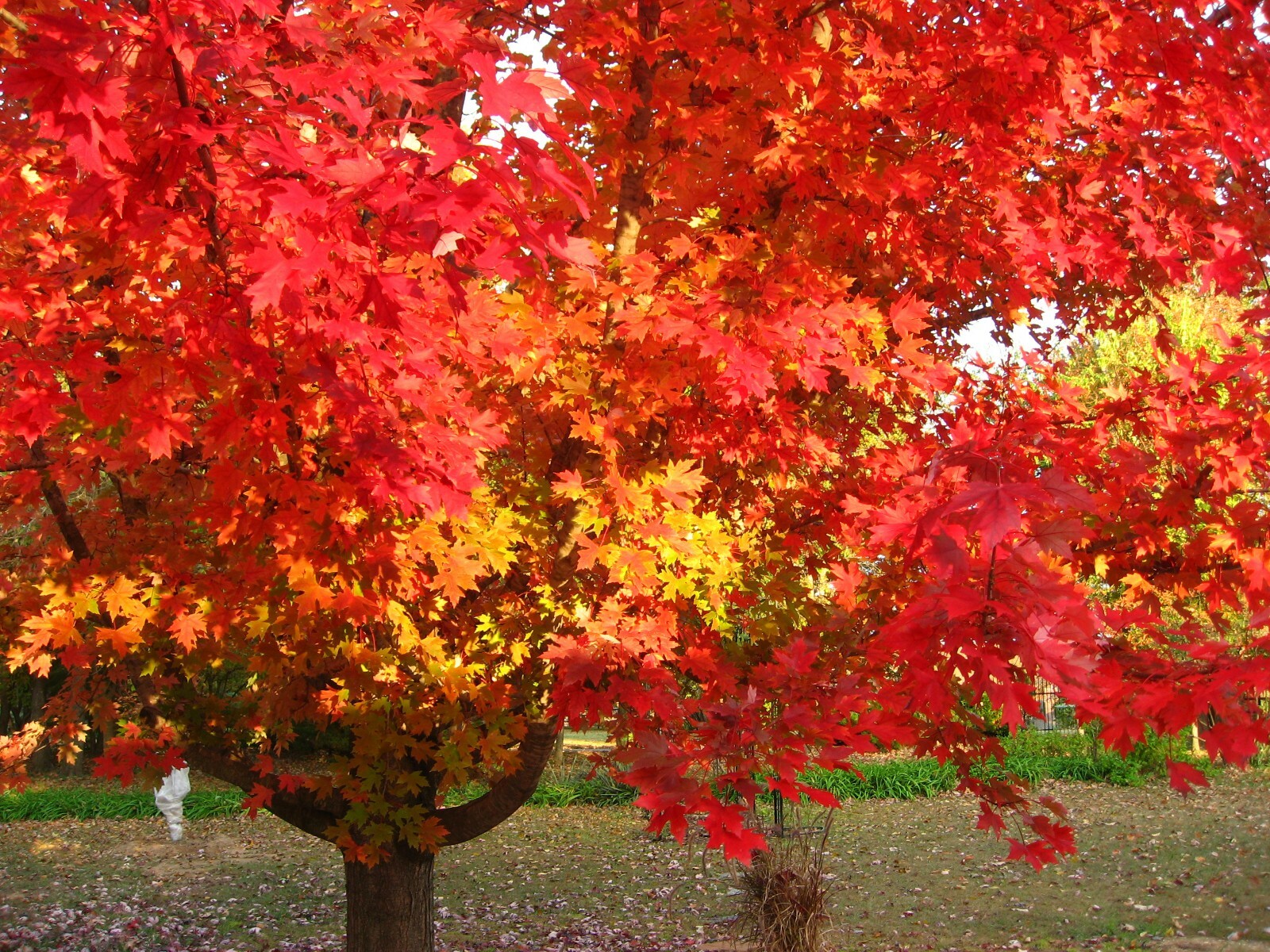 Red Maple, Acer rubrum, (Northern Source) Tree Seeds (Fast, Fall Colors)