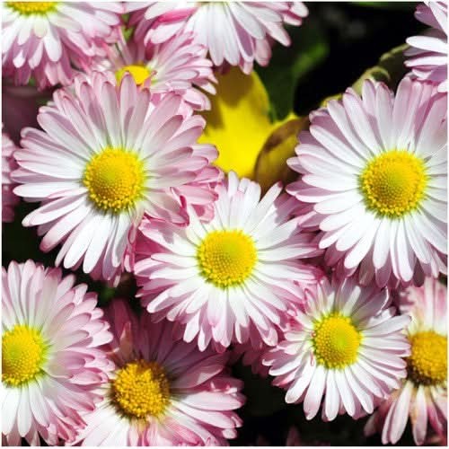 English Daisy Seed Mixture (Bellis perennis)