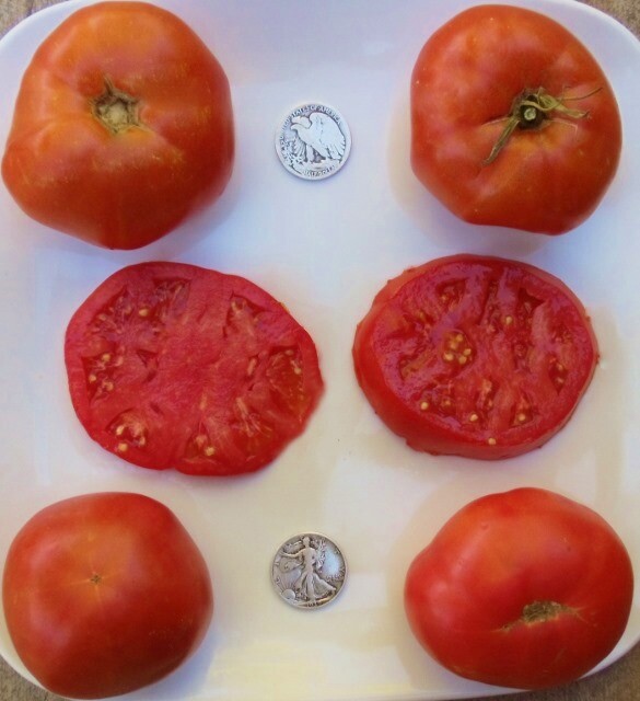 Branywine Collection 1, 40 seed packet each of Pink Red Black Yellow Orange