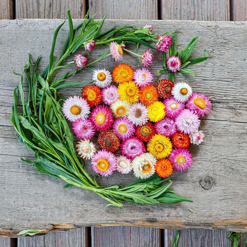 300 DWARF STRAWFLOWER FLOWER MIX SEEDS ~ 2026 ~ heirloomseedguy ~ USA
