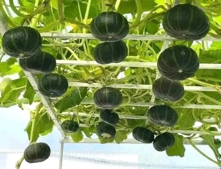 10+ Seeds Bí Đỏ Nhật F1 SHICHI Super High + 20 Seed Kabocha Japanese Pumpkin USA