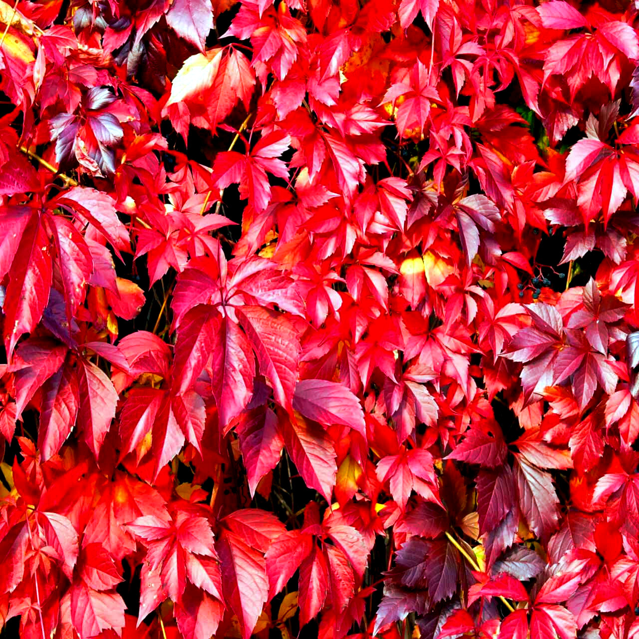Virginia Creeper Vine Seeds Parthenocissus quinquefolia Fast Hardy Climber Plant
