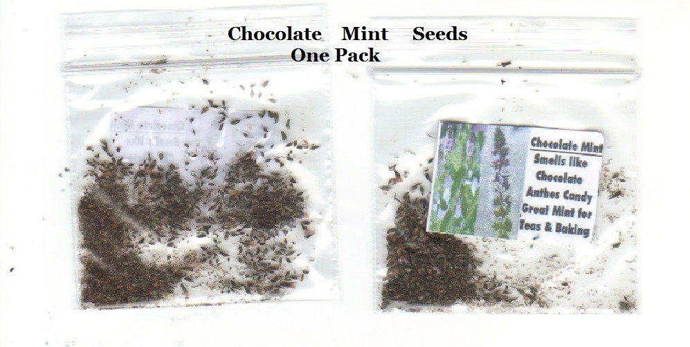 Mint Chocolate Perennial Herb Plant 25 Seeds USA Seller