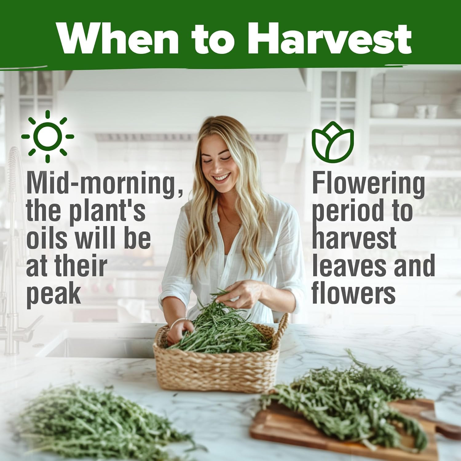 HOME GROWN Rosemary Seeds Pack – 300 High Germinating Heirloom Herb Seeds for Pl