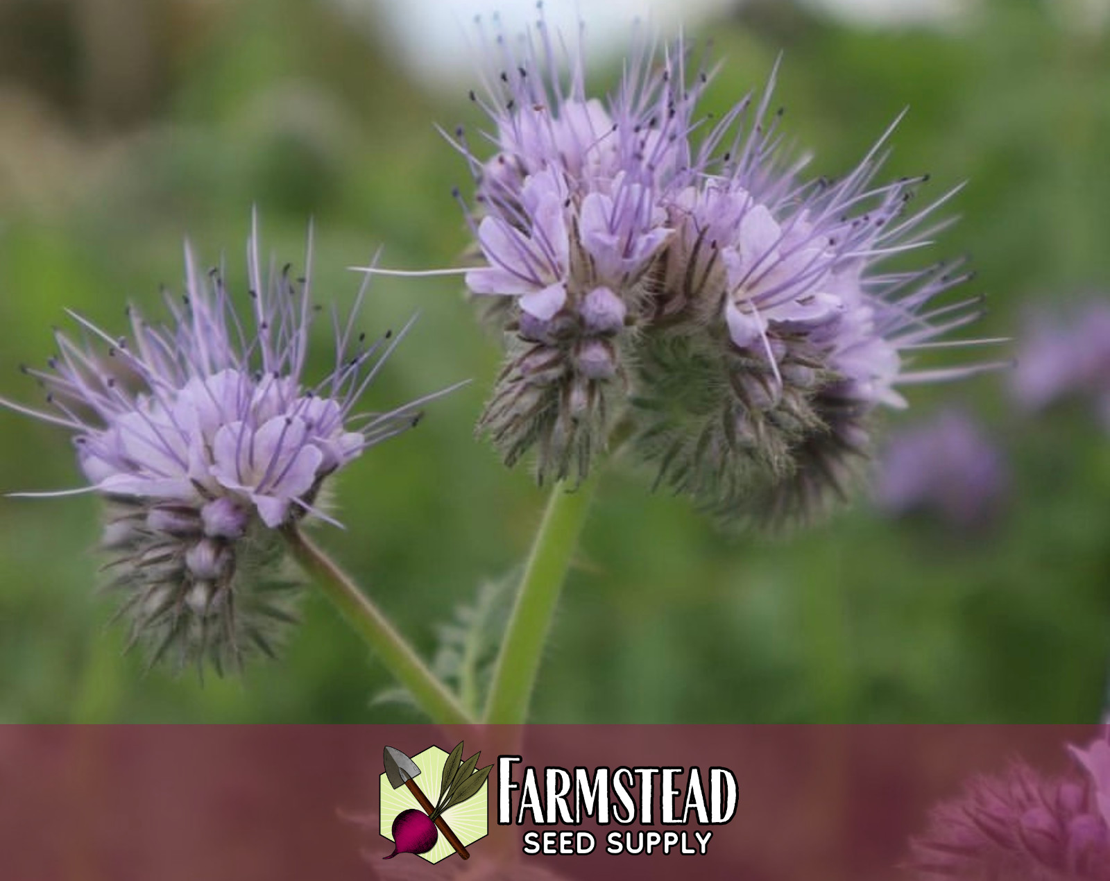 4,200+ Lacy Phacelia Seeds | Native Flower Gardening, Phacelia tanacetifolia