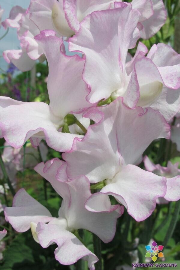 50+ Queen of Hearts Sweet Pea Seeds for Garden Planting – USA – FREE SHIPPING!