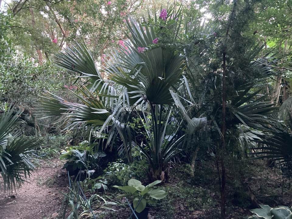 Sabal uresana (Green Form) Seeds! Rarely Offered, Cold-Hardy LARGE Palm!!!