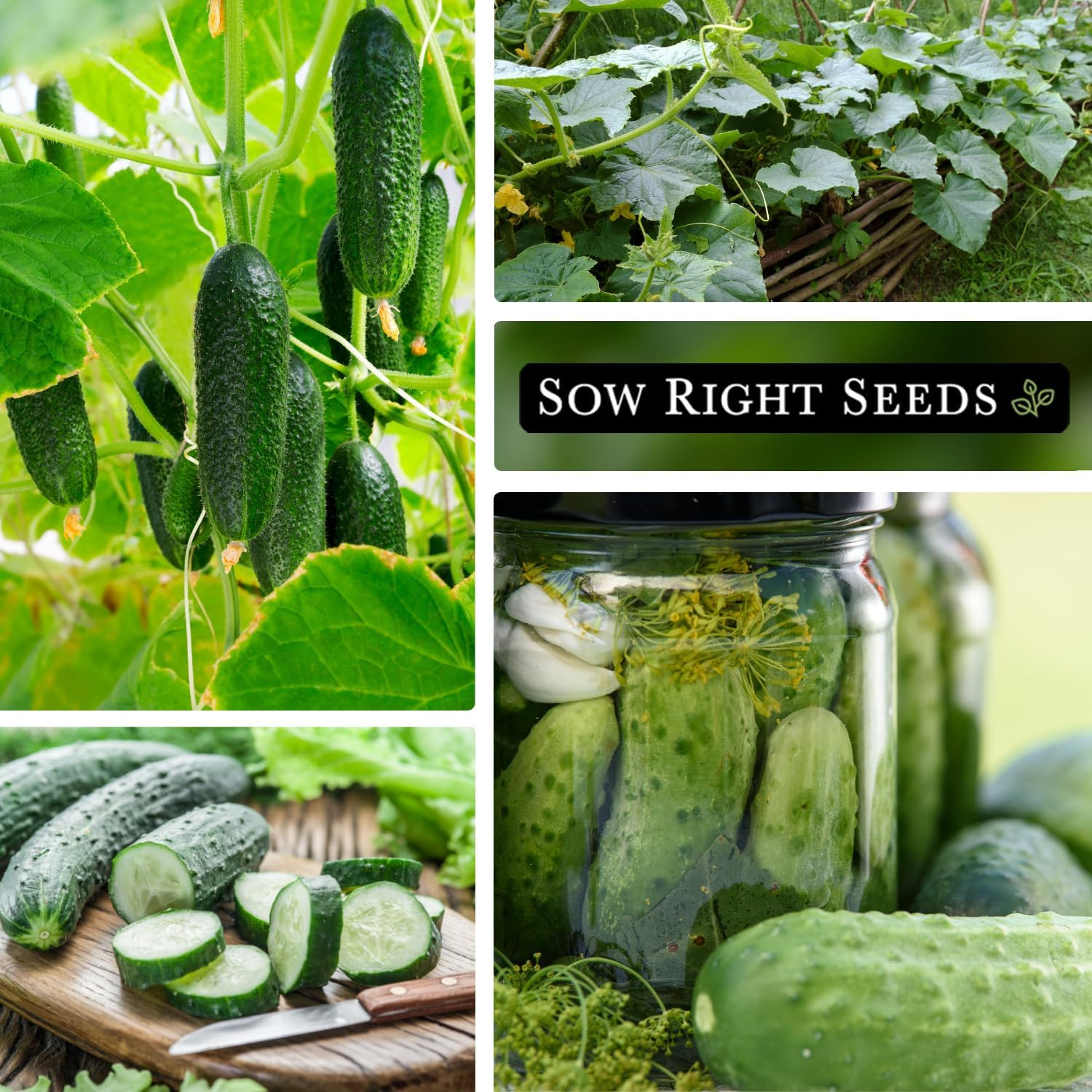 – Bulk National Pickling Cucumber Seeds for Planting – 6 Grams, 200 Seeds – Non-