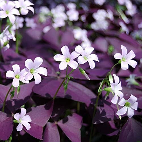 30 – Oxalis Tringularis, Purple Shamrock,Love Plant, Good Luck Plant – bulbs
