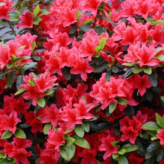 Mixed Azalea Rhododendron Seeds 30 Count for Beautiful Garden Flowers