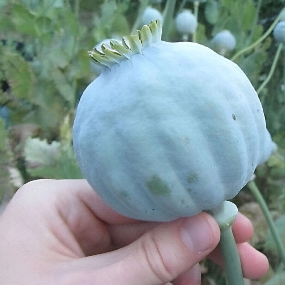 5,000 Organic Giganteum Papaever Somniferum Poppy Seeds Grow Huge Flowers & Pods