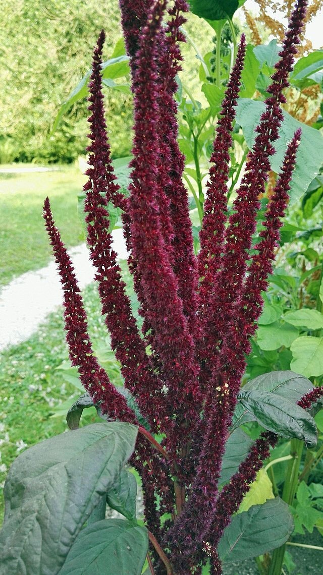 Amaranthus cruentus | Blood Amaranth | 100 Seeds