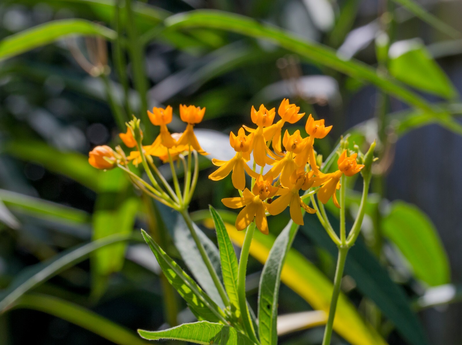 50 Seeds Yellow Asclepias tuberosa Milkweed live plants Monarch Butterflies